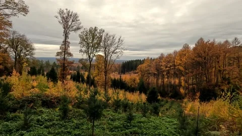 Autumn Colors Pine Beech Yellow Evergreen 스톡 동영상 228675000