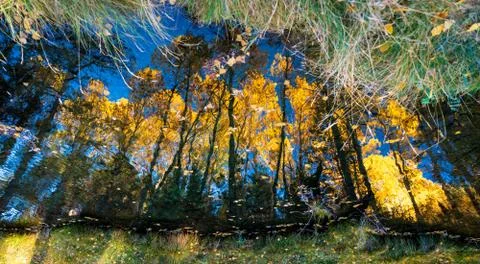 Autumn colors reflected in the river with leafs Stock Photos