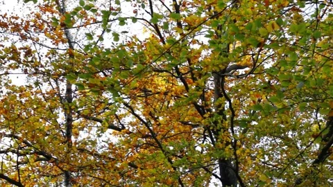 Autumn colors on trees Video stock 81363482