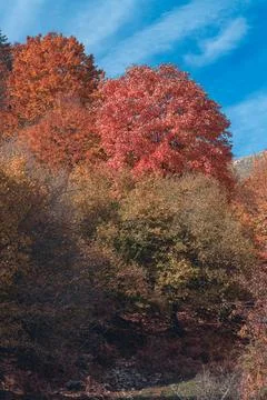 Autumn colors, trees, nature Stock Photos