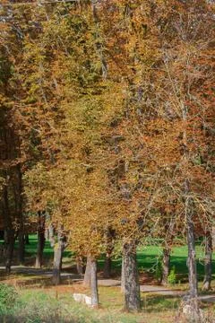 Autumn colors, trees with yellow and orange leaves in Spain Stock Photos