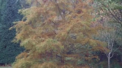 Autumn Colour 1 Vídeo Stock 8835908