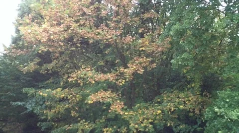 Autumn Colour 2 Vídeo Stock 8835915