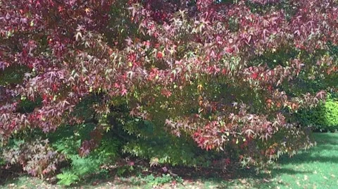 Autumn Colour 3 Vídeo Stock 8835925