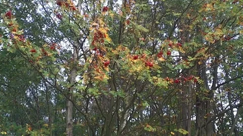 Autumn Colour 4 Stock-Footage 8835940