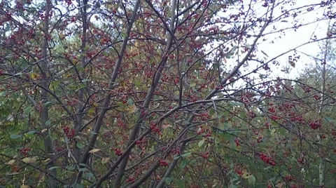 Autumn Colour 5 Vídeo Stock 8835951