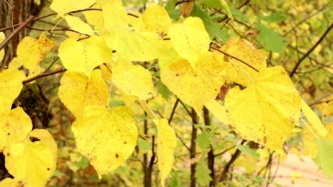 Autumn colour of leaves, nature scene close up of colorful leaf. Stock Footage 141183653