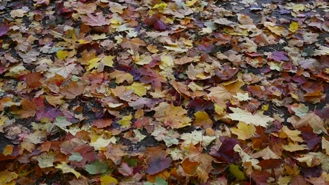 Autumn colour maple leaves as background Group autumn orange leaves. Outdoor. Stock Footage 142311103