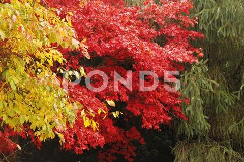Autumn colour Stock Photos