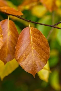 Autumn Colour Stock Photos