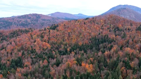 Autumn coloured forest Stock Footage 98456589