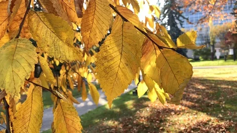 Autumn Coloured Sweet Birch Tree Leaves in Edmonton AB/ Canada Stock Footage