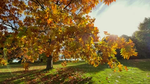 Autumn coloured tree blowing in wind. Stock Footage 169484668