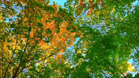 Autumn coloured trees during sunset Stock Footage 218373231