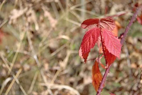 Autumn Colourful Leafs Stock Photos