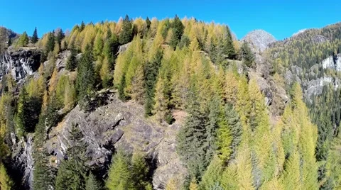 Autumn colours -Aerial view over the forest Stock Footage