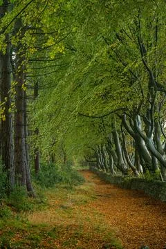 Autumn colours of arching beech trees and a woodland path at Upper Moor in .. 스톡 사진