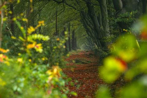 Autumn colours of arching beech trees and a woodland path at Upper Moor in .. 스톡 사진