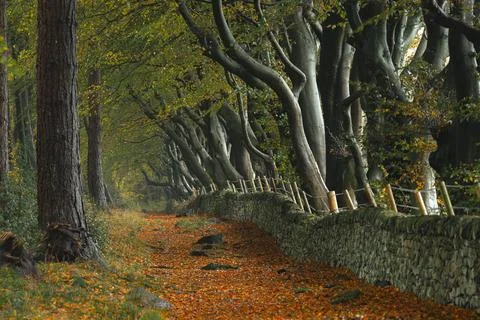 Autumn colours of arching beech trees and a woodland path at Upper Moor in .. Stock Photos