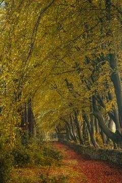 Autumn colours of arching beech trees and a woodland path at Upper Moor in .. Stock Photos