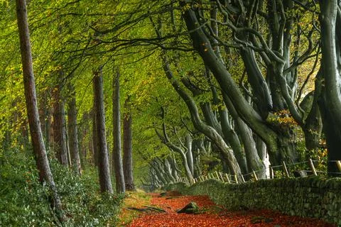 Autumn colours of arching beech trees and a woodland path at Upper Moor in .. Foto stock