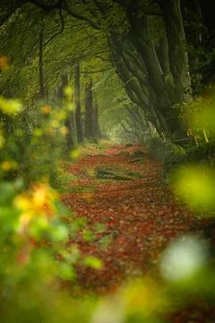 Autumn colours of arching beech trees and a woodland path at Upper Moor in .. Stock Photos