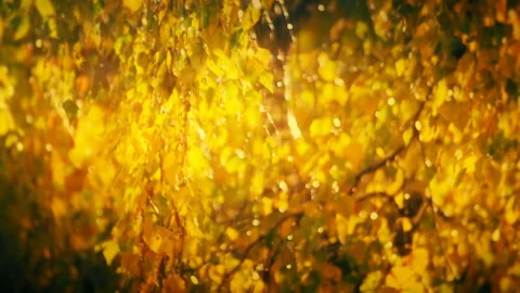 Autumn Colours Blur Background Stock Footage 119659102
