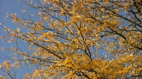 Autumn colours Видео 517625