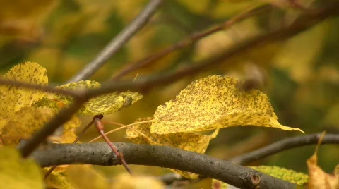 Autumn colours 스톡 동영상 654053
