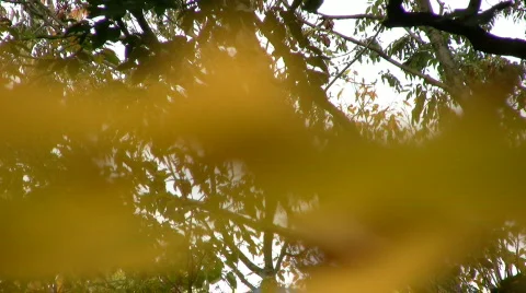 Autumn colours 스톡 동영상 654055