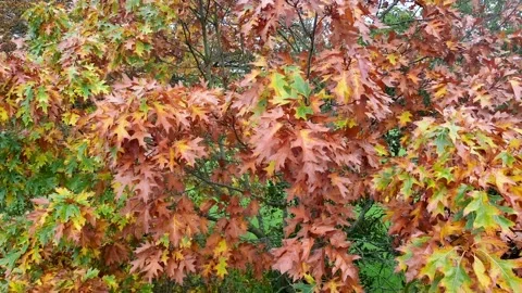 Autumn Colours Video stock 163672639