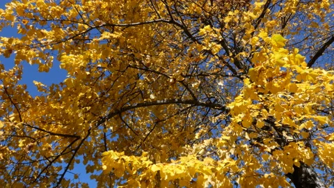 Autumn colours Stock Footage 164098706