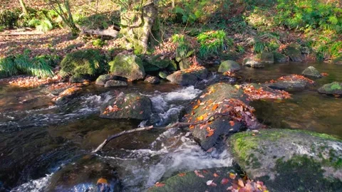 Autumn Colours over Mountain River, River Dart, Dartmoor Park, Devon, England Stock Footage 165943147