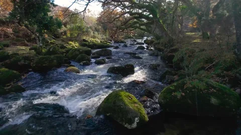 Autumn Colours over River Dart from a drone, Dartmoor Park, Devon, England Video stock 165901895
