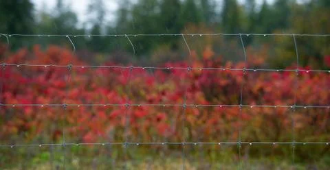 Autumn colours Stock Photos