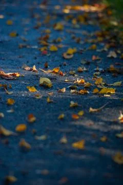 Autumn colours Stock Photos
