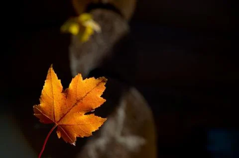 Autumn colours Stock Photos