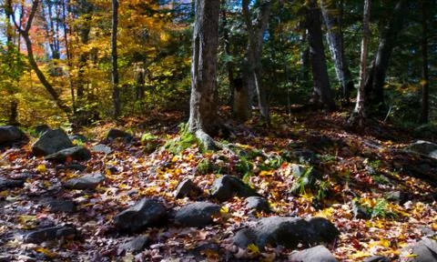 Autumn colours Stock Photos