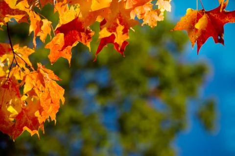 Autumn colours Stockfoto's
