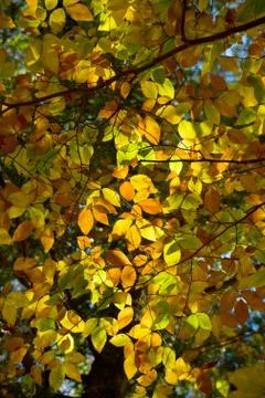 Autumn colours Stock Photos