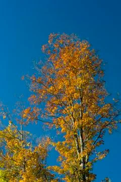 Autumn colours Stock Photos
