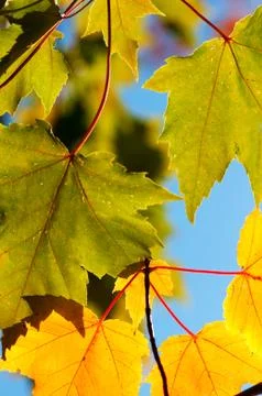 Autumn colours Stock Photos