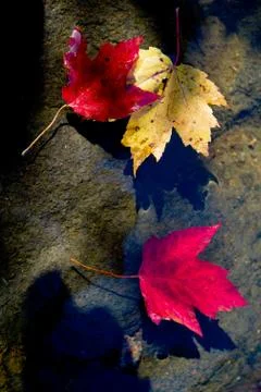 Autumn colours Stock Photos