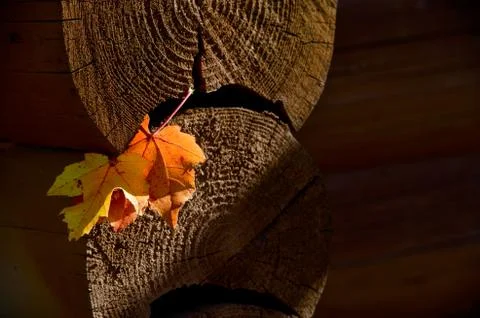 Autumn colours Stockfoto's