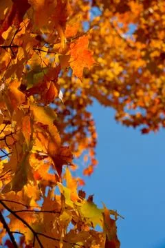 Autumn colours Stock Photos