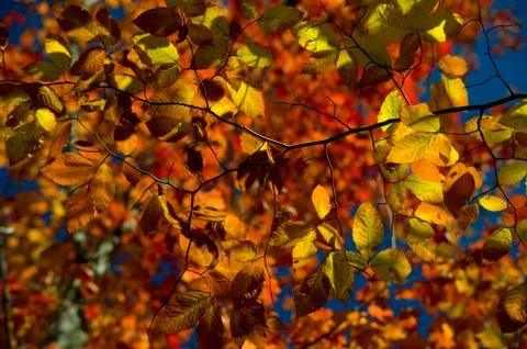 Autumn colours Stock Photos