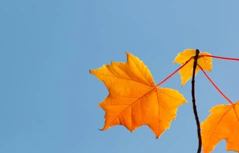 Autumn colours Stock Photos