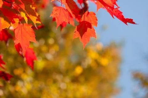 Autumn colours Stock Photos