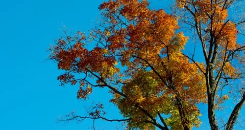 Autumn colours Stock Photos
