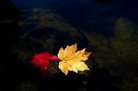 Autumn colours Stock Photos
